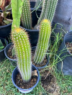 Cactus