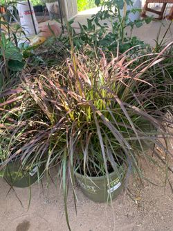 Red Fountain Grass