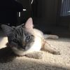 Missy