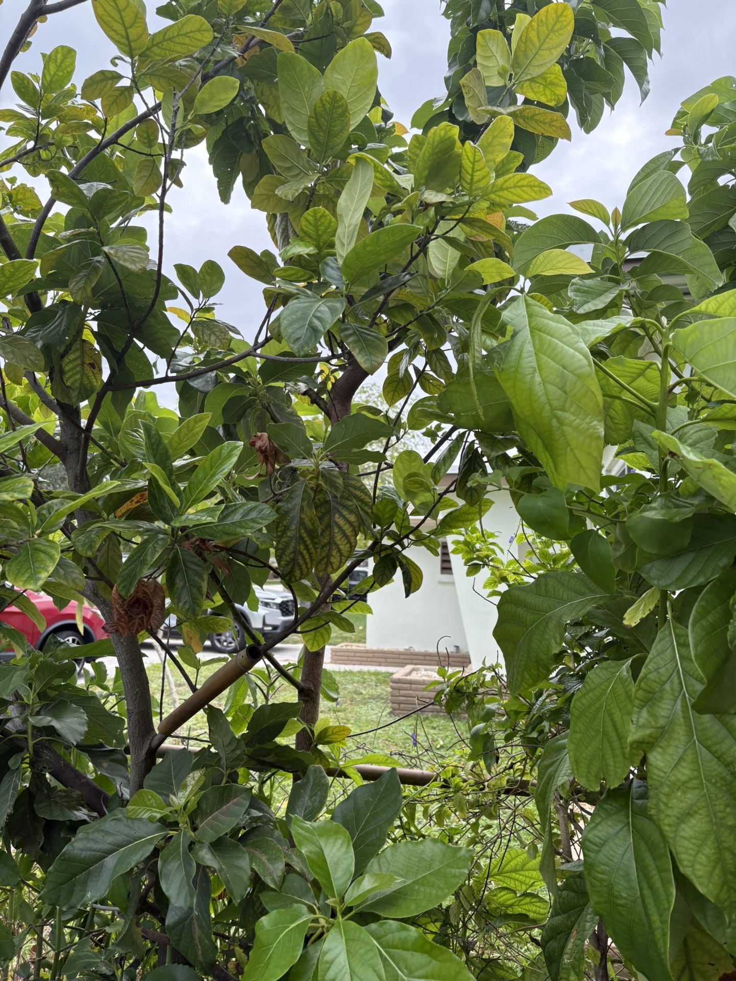 Avacado Trees