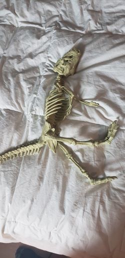 Trex bones. Large size