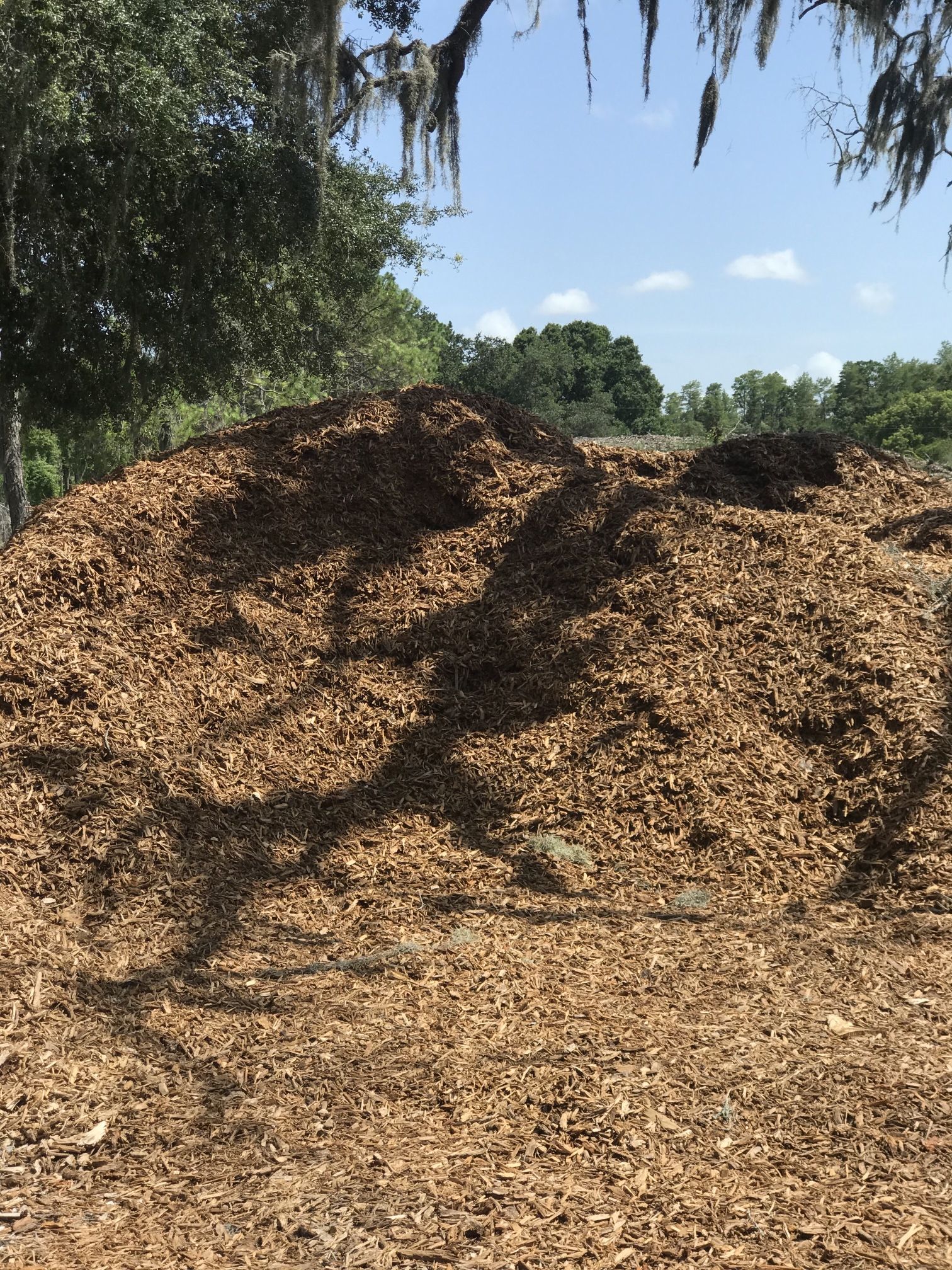 Free Clean Mulch Delivered -P Harbor ,Dunedin , Clrw Only