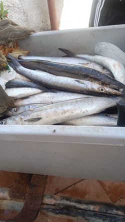 Pescado