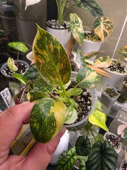 Philodendron Green Congo Nuclear