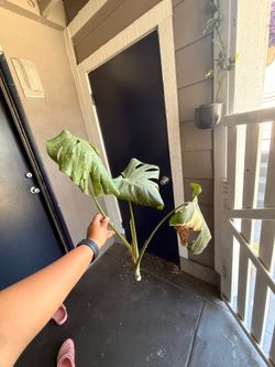 free monstera cutting
