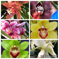 Big One Gallons Cymbidium  Orchids Dia Lan Nhat 