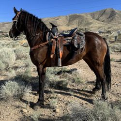 Horse Frame 