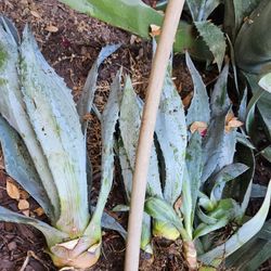 Medium And Small.  All For 20. Pick Up Only