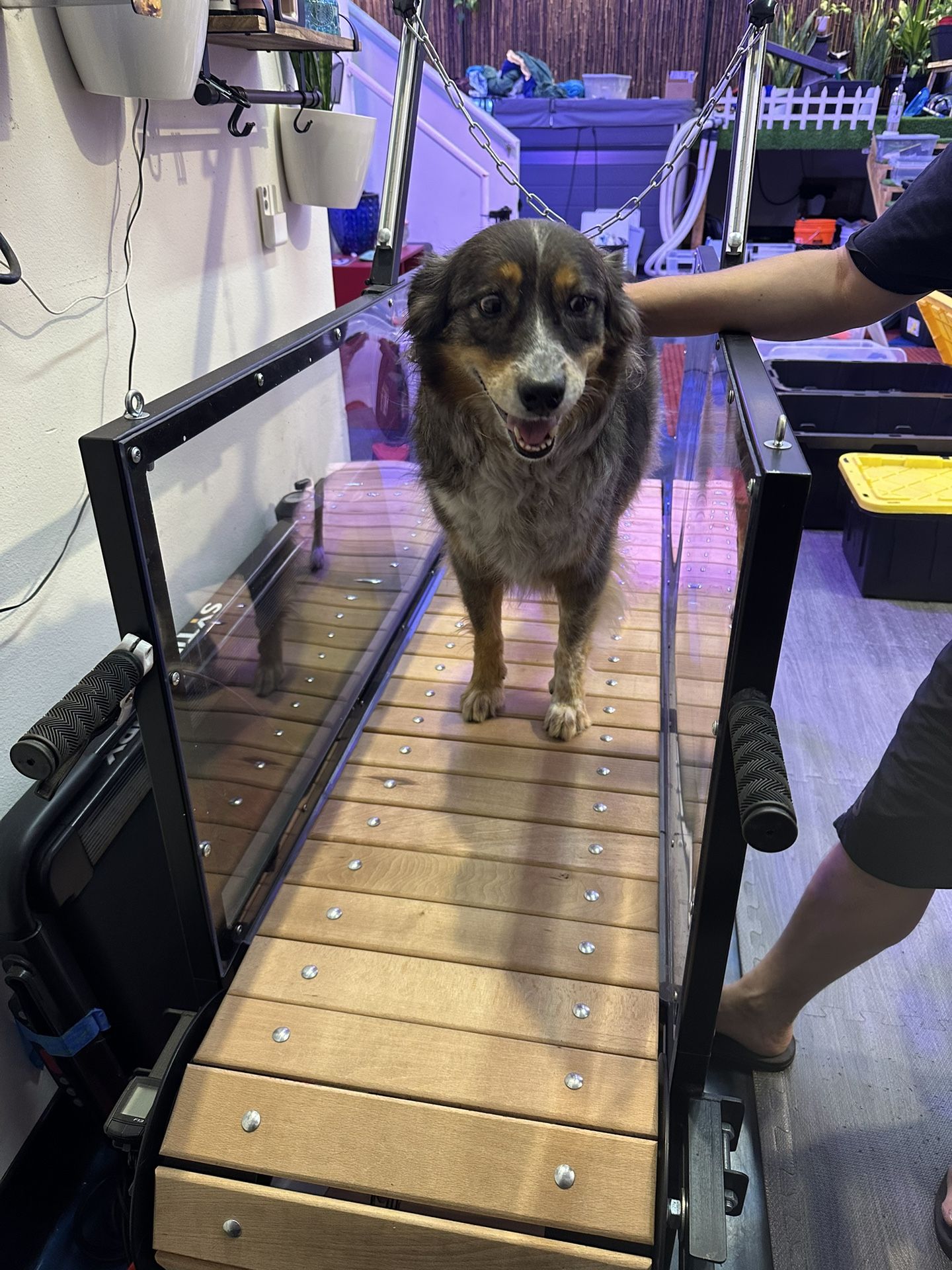 Manual Dog Treadmill For Sale for Sale in Arcadia, CA OfferUp
