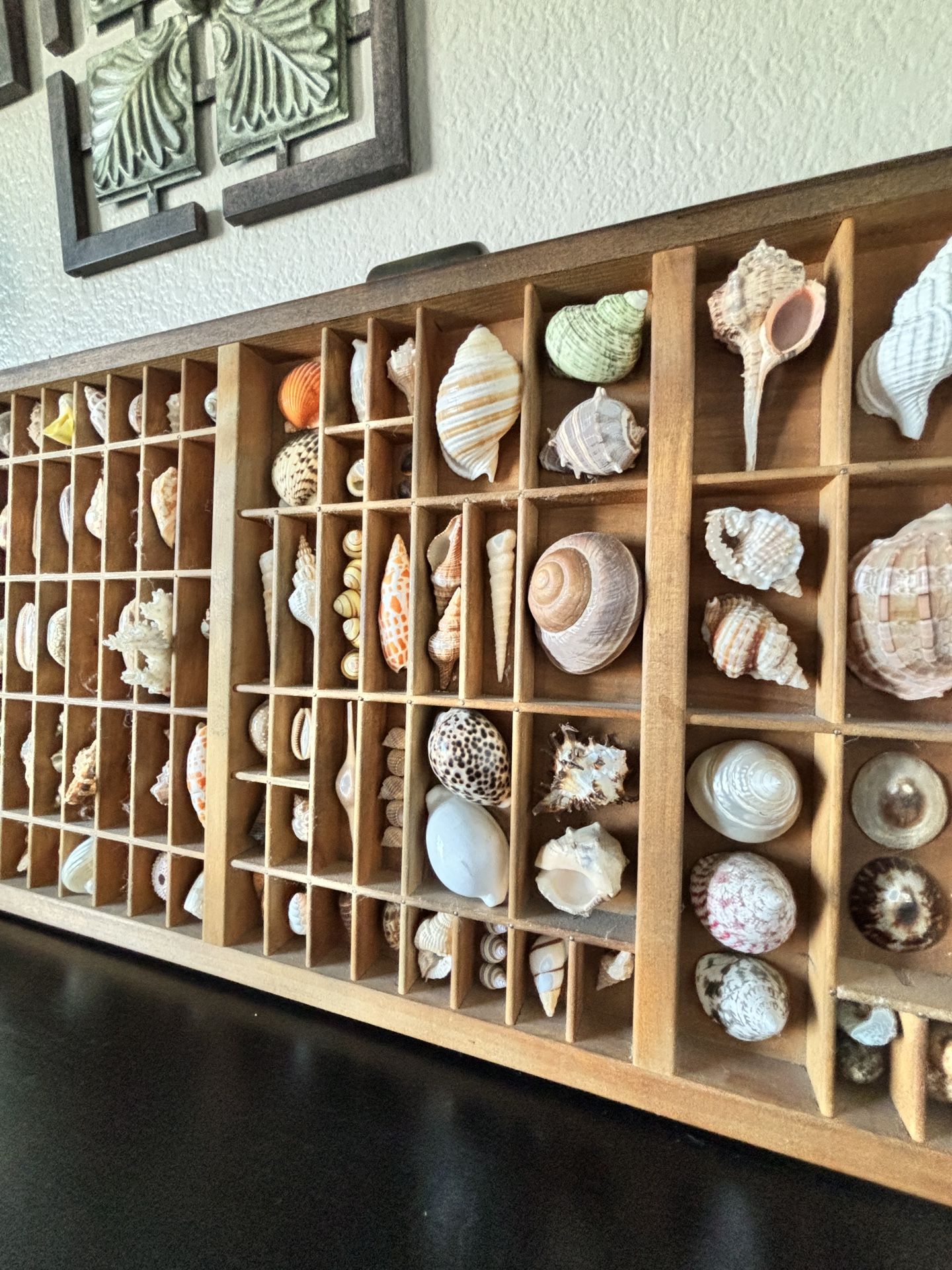 Seashell Collection In Printer Drawer