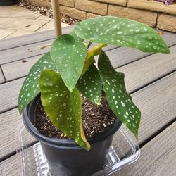 Polka Dots Begonia Gallon Pot