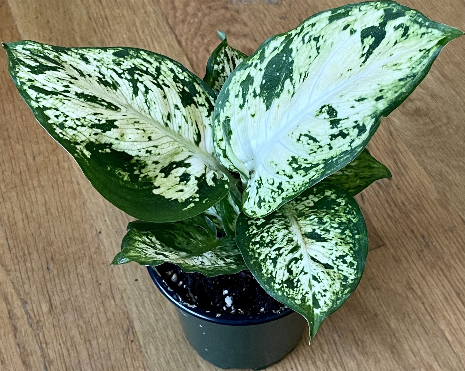 Dieffenbachia ‘Amy’ Plant / V-Day Sale ❤️ / Free Delivery Available 