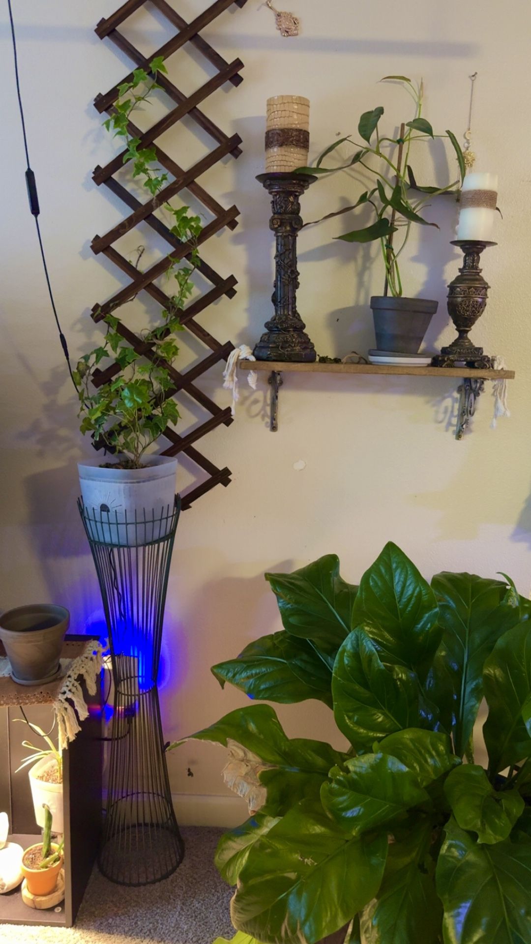 Ivy Plant With Climber And Plant Stands