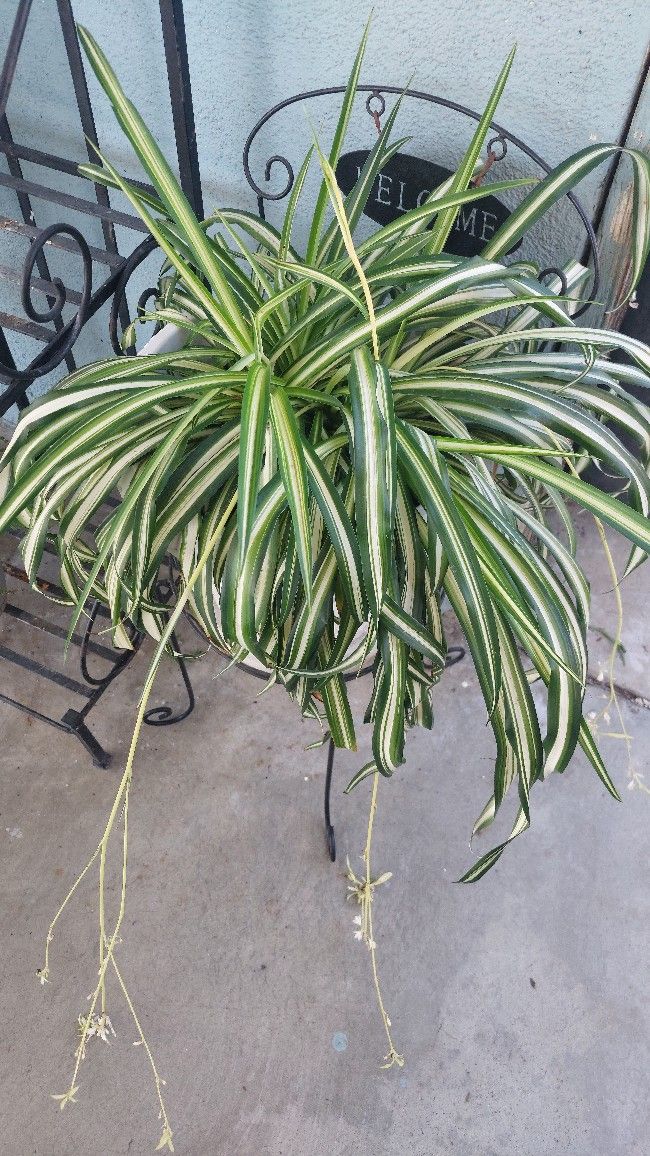 Spider Plant