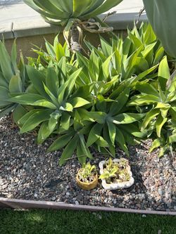 Succulents - Agaves