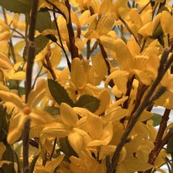 Tall Yellow Faux Flowers