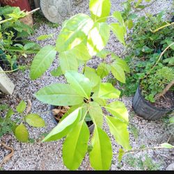 Umbrella Tree Houseplant Landscape Plant