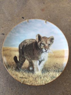 Tiger young explorer
