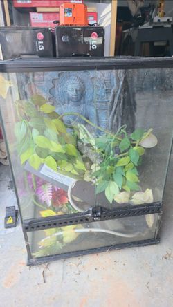 Glass Reptile Terrarium with Decor