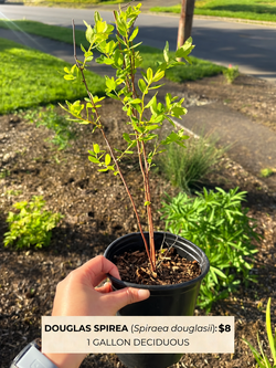 Native Plant: Douglas Spiraea (Spiraea douglasii) - 1 gallon