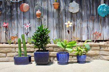 4 nice cobalt blue ceramic pots with healthy indoor and outdoor plants