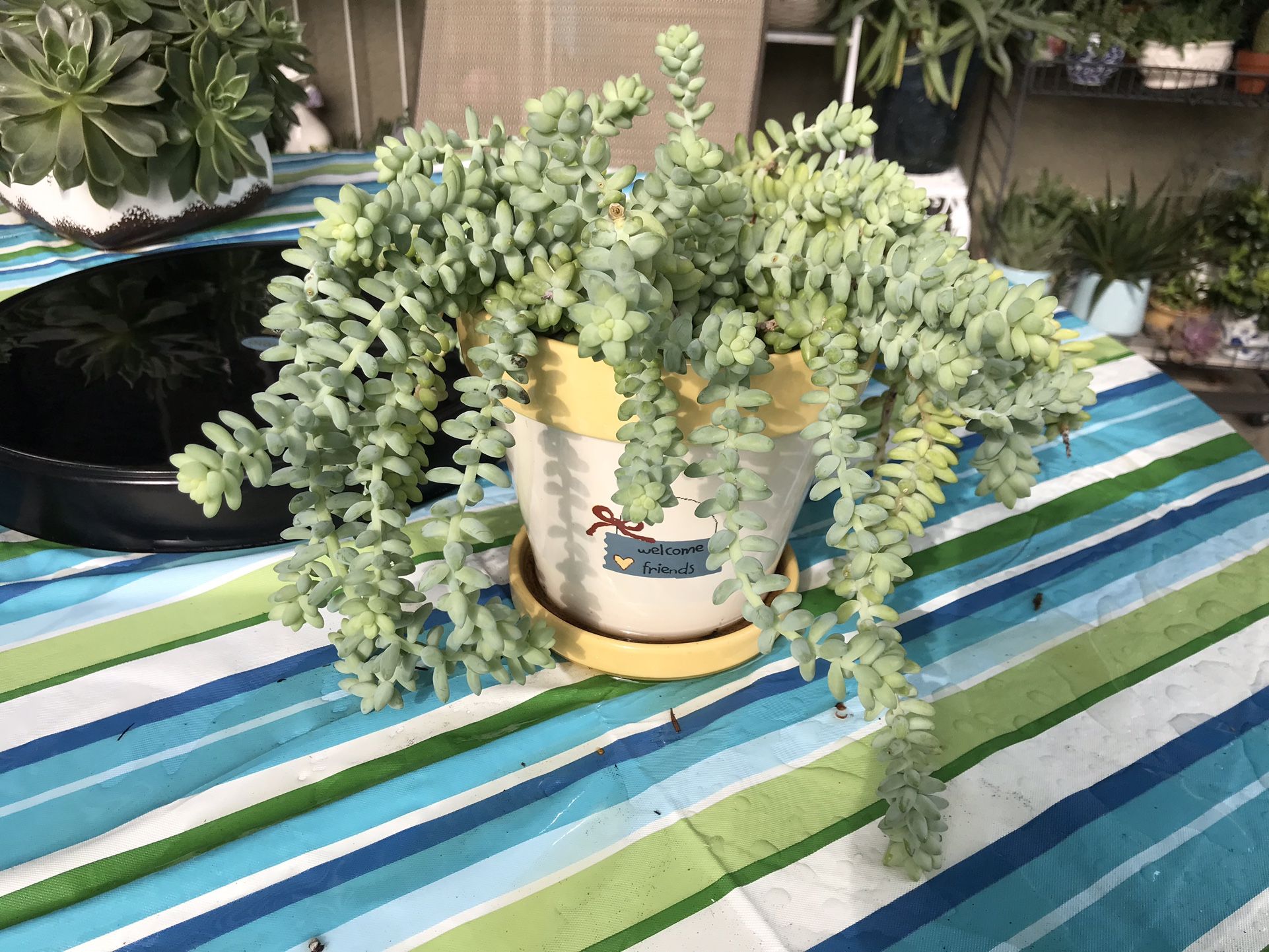 A pretty Ceramic pot full of burro’s tail succulents