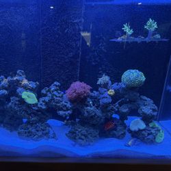 Coral Decor (buy or trade)