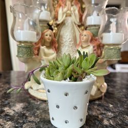 Succulents-in-a-Bling-Cup $9 With Tag $8 Without Tag