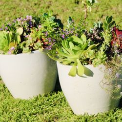 Blooming Succulents And Perennials In A Pair Of Ceramic Pots