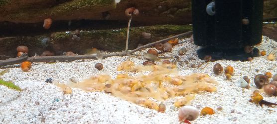 Blue Eye Lemon Bristlenose Juvenile's