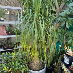 Elephant Foot Plants 6 feet Tall   $150 each Pot  