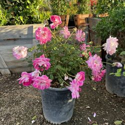 Rose Bushes
