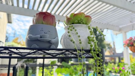 BOGO - Cute Succulent Duo in Designer Pots - Echeveria + String of Pearls - Buy One Get One Free!