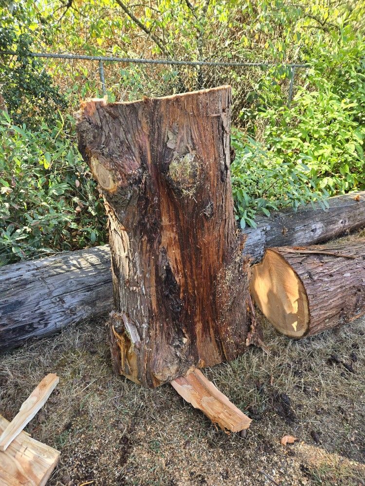 Carving Log. CEDAR