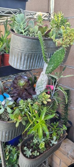 Metal Oval Planters With Assorted Succulents 