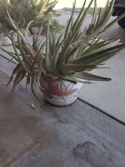 Flower pot with plant