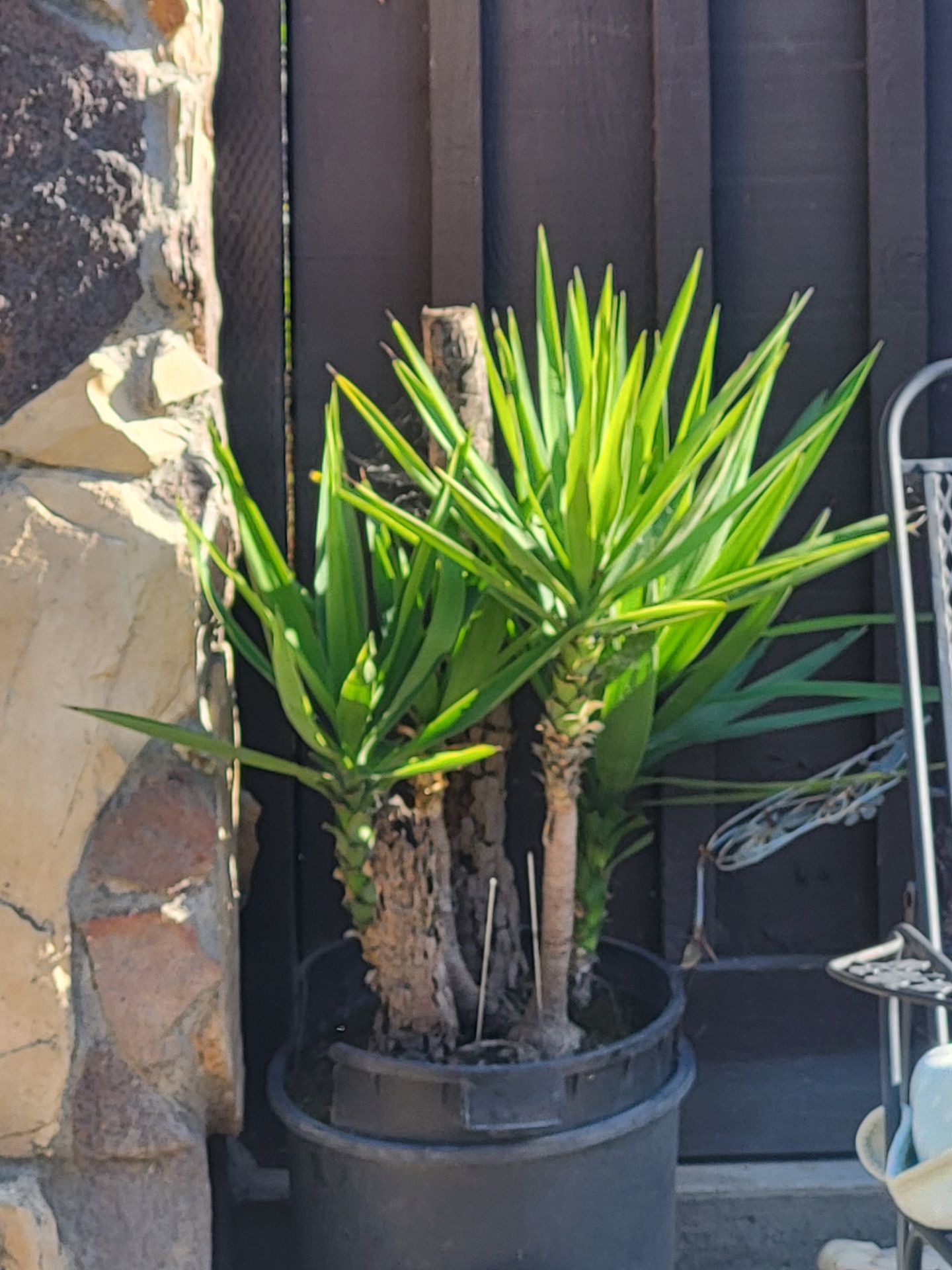 Yukka Palms