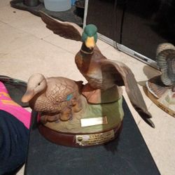 Male Duck Landing Next To A Female Duck Sitting On Chicks