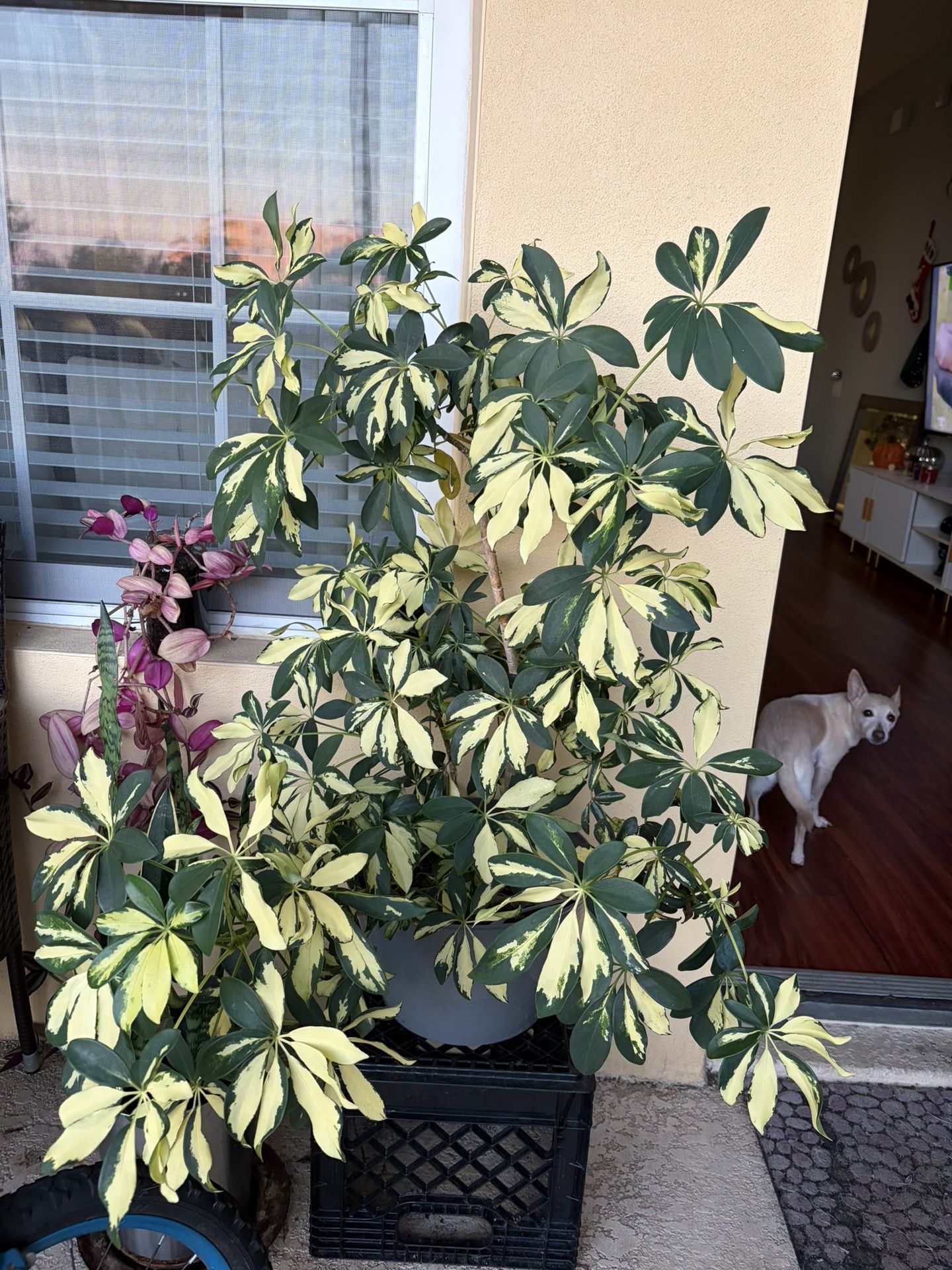 Large Plant
