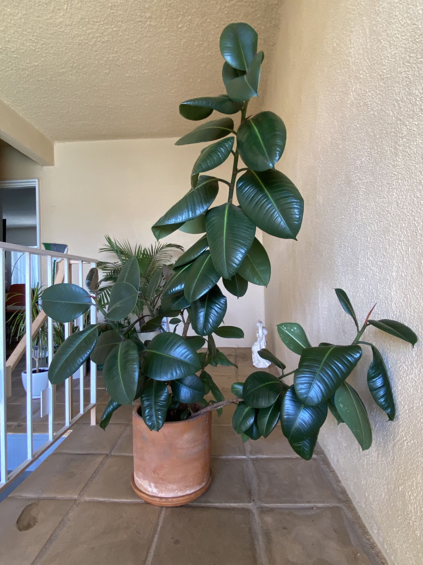 Large Rubber Plant in Terracotta Pot – 4ft Tall 🌿