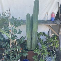 Trichocereus Pachenoi - In Rusted Steel Planter 