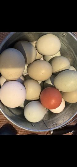 Fresh eggs organic
