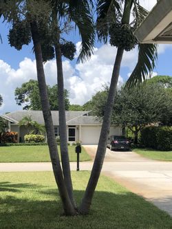 Triple Christmas palm tree very tall, about 15 ft to the top