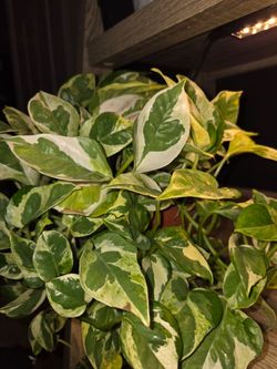 Pothos