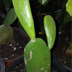 Opuntia Cactus Potted Plant Landscape Plant