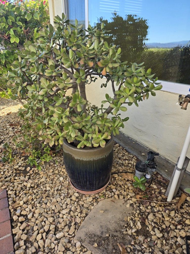 Outdoor Plants And Pots