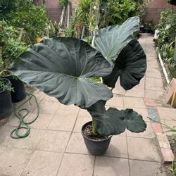 Huge Elephant Ear