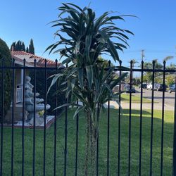 Green Plant 