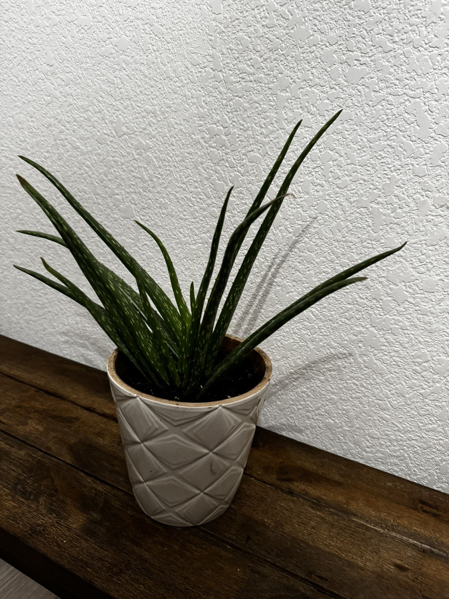 Aloe Vera Plant With Vase Pot