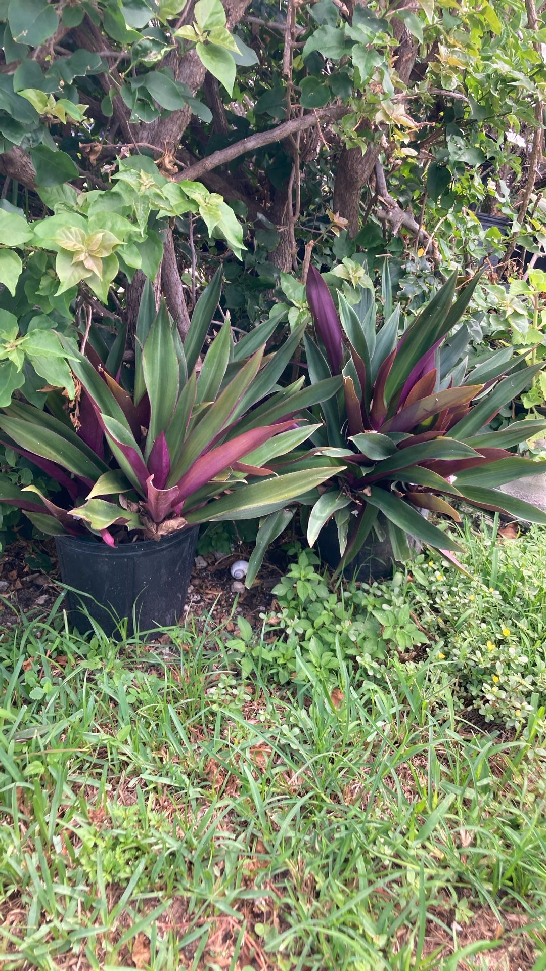 Plantas 